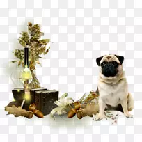 帕格犬繁殖伙伴狗玩具狗鼻子-ephedia pare 2-空若网 帕格犬繁殖伙伴狗玩具狗鼻子-ephedia pare 2-空若网