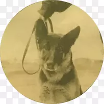 犬种鼻犬-空若网 犬种鼻犬-空若网