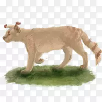 狮子大猫陆生动物-狮子-空若网 狮子大猫陆生动物-狮子-空若网