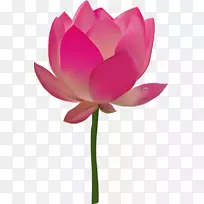 埃及莲花插花艺术-空若网 埃及莲花插花艺术-空若网