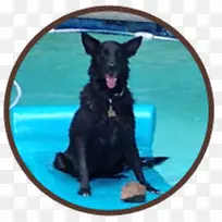 澳大利亚海带犬群-澳大利亚-空若网 澳大利亚海带犬群-澳大利亚-空若网