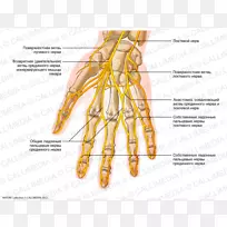 尺神经手人体解剖神经系统手-空若网 尺神经手人体解剖神经系统手-空若网