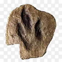 毛鼻-恐龙足-空若网 毛鼻-恐龙足-空若网