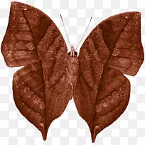 毛茸茸的蝴蝶蛾对称叶蝶-空若网 毛茸茸的蝴蝶蛾对称叶蝶-空若网