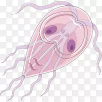 昆虫细粒棘球蚴滋养体牵引旋毛虫-昆虫-空若网 昆虫细粒棘球蚴滋养体牵引旋毛虫-昆虫-空若网