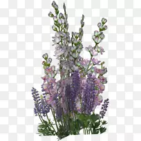 Ӣ��޹�²ݱ߿�����������-������