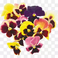 潘西花草插花艺术-花卉海报-空若网 潘西花草插花艺术-花卉海报-空若网