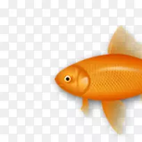 普利茅斯岩鸡,澳洲猫科动物,喜玛拉雅山猫,大丹麦猫-空若网 普利茅斯岩鸡,澳洲猫科动物,喜玛拉雅山猫,大丹麦猫-空若网