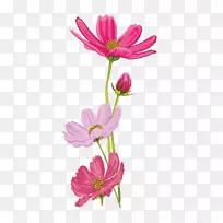 园林宇宙切花花卉设计植物茎花-空若网 园林宇宙切花花卉设计植物茎花-空若网