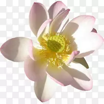 荷花百合花水生植物根茎.花卉插画花卉载体材料-空若网 荷花百合花水生植物根茎.花卉插画花卉载体材料-空若网