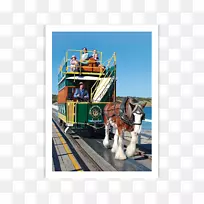 集邮邮票-南澳洲集邮-马匹-空若网 集邮邮票-南澳洲集邮-马匹-空若网