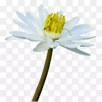 花卉剪贴画-植物花卉图案-空若网 花卉剪贴画-植物花卉图案-空若网