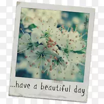 樱花花卉设计花瓣-樱花-空若网 樱花花卉设计花瓣-樱花-空若网