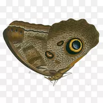 蝴蝶蛾画昆虫-儿童插图-空若网 蝴蝶蛾画昆虫-儿童插图-空若网