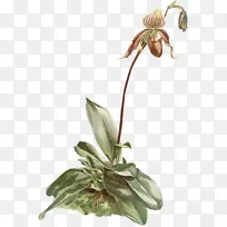 ����ֲ�ﾥ��-������