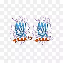p53抑癌基因蛋白肿瘤抗原bzip结构域-空若网 p53抑癌基因蛋白肿瘤抗原bzip结构域-空若网