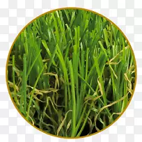 人工草坪-普拉托麦草-地中海植物-绿色景观-空若网 人工草坪-普拉托麦草-地中海植物-绿色景观-空若网