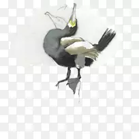 羽毛喙-羽毛-空若网 羽毛喙-羽毛-空若网