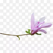 水彩:花卉水彩画绘画-水彩画花卉创意花纹-空若网 水彩:花卉水彩画绘画-水彩画花卉创意花纹-空若网