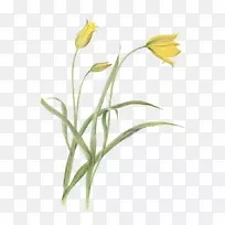 郁金香花卉室内植物-绿色花卉材料-空若网 郁金香花卉室内植物-绿色花卉材料-空若网