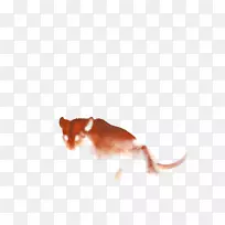 大鼠狗鼻子犬科-老鼠-空若网 大鼠狗鼻子犬科-老鼠-空若网