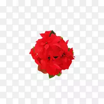 红花-红花-空若网 红花-红花-空若网