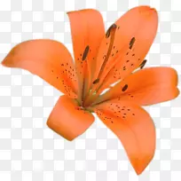 花卉博客剪贴画-创意花卉水彩花卉材料-空若网 花卉博客剪贴画-创意花卉水彩花卉材料-空若网