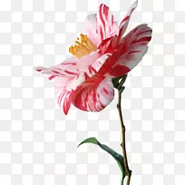 ��Ӱ.�����Ի���ˮ�ʻ�ͼ��-������