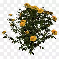 灌木花卉图案-空若网 灌木花卉图案-空若网