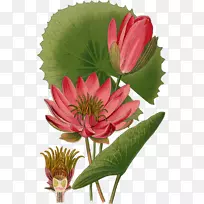 睡莲埃及莲白水百合植物学插图-花-空若网 睡莲埃及莲白水百合植物学插图-花-空若网