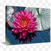 大丽花卉设计菊花花瓣-菊花-空若网 大丽花卉设计菊花花瓣-菊花-空若网