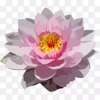 牡丹花瓣水生植物粉红色牡丹-空若网 牡丹花瓣水生植物粉红色牡丹-空若网