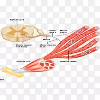 运动神经元神经系统肌肉收缩识别-空若网 运动神经元神经系统肌肉收缩识别-空若网