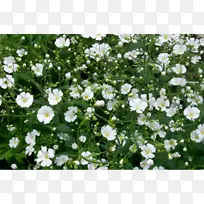 花呼吸多年生植物红花-空若网 花呼吸多年生植物红花-空若网