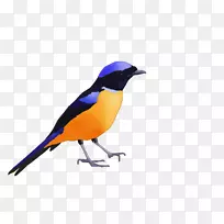 喙羽-空若网 喙羽-空若网