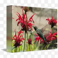 植物区系蜂鸟开花植物野花水色蜂鸟-空若网 植物区系蜂鸟开花植物野花水色蜂鸟-空若网