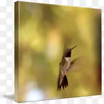 ����-ˮɫ����-������