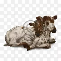 鼻形小牛-空若网 鼻形小牛-空若网