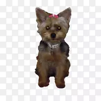 约克郡猎犬诺维奇猎犬澳大利亚丝绸猎犬澳大利亚猎犬凯恩猎犬-小狗-空若网 约克郡猎犬诺维奇猎犬澳大利亚丝绸猎犬澳大利亚猎犬凯恩猎犬-小狗-空若网