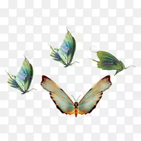 蝴蝶昆虫透明度和半透明度-蝴蝶-空若网 蝴蝶昆虫透明度和半透明度-蝴蝶-空若网