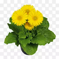 十字花科菊花种子一年生植物花-空若网 十字花科菊花种子一年生植物花-空若网