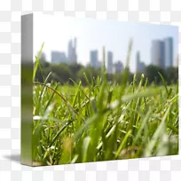 草坪麦草草甸能量天空-空若网 草坪麦草草甸能量天空-空若网