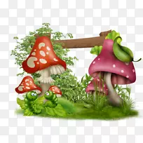 叶类蔬菜天然食物-23-空若网 叶类蔬菜天然食物-23-空若网