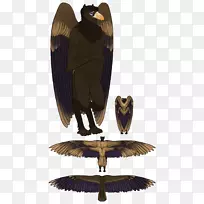 鹰嘴鹰-空若网 鹰嘴鹰-空若网