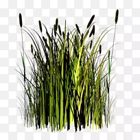 乔木灌木园草本植物-空若网 乔木灌木园草本植物-空若网