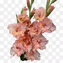 唐菖蒲切花花束植物茎唐菖蒲-空若网 唐菖蒲切花花束植物茎唐菖蒲-空若网