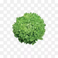 生菜-空若网 生菜-空若网