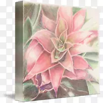 ¾²ÎïÉãÓ°Ë®²Ê»¿ª»¨Ö²ÎïÏÉÈËÕÆ¿ÆË®²Ê-¿ÕÈôÍø ¾²ÎïÉãÓ°Ë®²Ê»¿ª»¨Ö²ÎïÏÉÈËÕÆ¿ÆË®²Ê-¿ÕÈôÍø