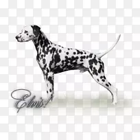 达尔马提亚犬繁殖非运动团体-空若网 达尔马提亚犬繁殖非运动团体-空若网