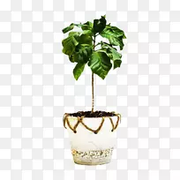 阿拉比卡咖啡罗布斯塔咖啡摄影-咖啡树图片材料-空若网 阿拉比卡咖啡罗布斯塔咖啡摄影-咖啡树图片材料-空若网